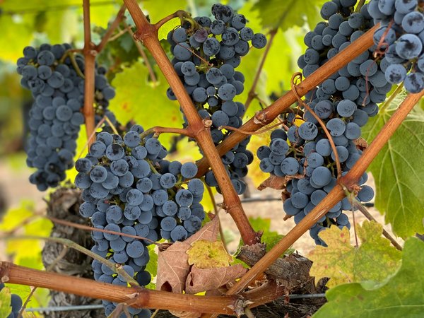 Comment organiser une visite des vignobles en Italie ?