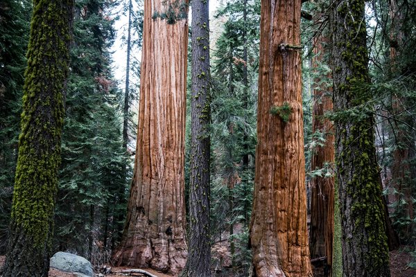 Comment organiser une randonnée à travers les forêts de séquoias en Californie ?